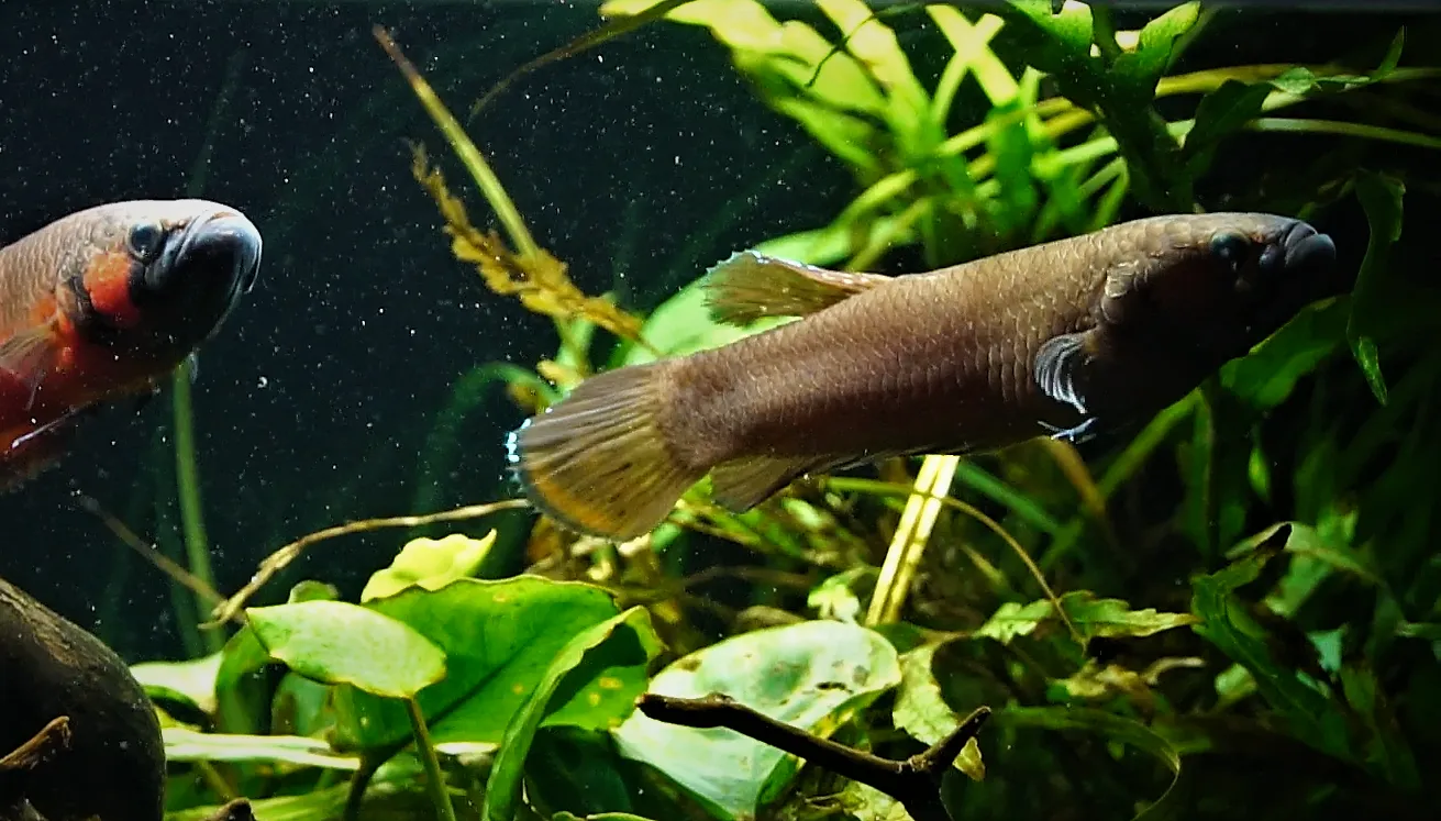Imagem do Betta Pavão